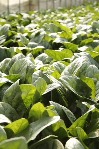 有限会社 北総ベジタブル