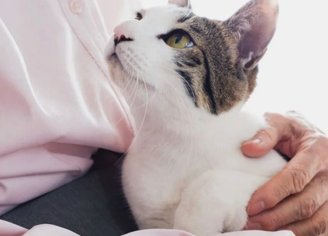 ペットメモリーポラリス