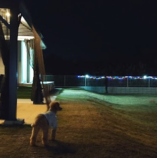 ペットとくつろぎの時間を過ごせる海辺の宿 Seaside H